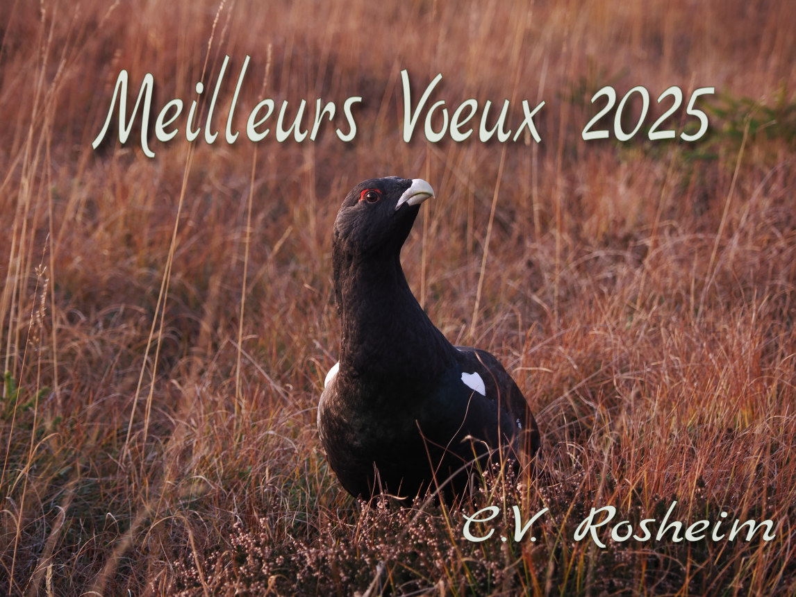 Meilleurs voeux pour 2025